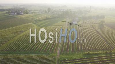 Vineyards In Spring At Sunset, Video Drone Footage