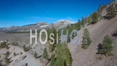 Vue Aérienne Sur Une Crête Avec Des Pins Révèle Les Cônes Du Volcan Mono Dans Les Montagnes De La Sierra Nevada - Vidéo Drone