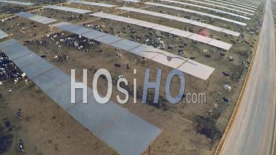 Aerial View Over The Pens At A Cattle Ranch And Slaughterhouse In Central California, United States Of America - Video Drone Footage