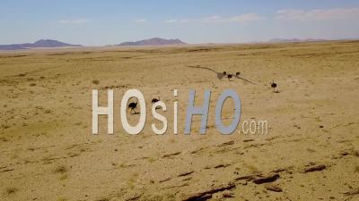Aerial View Of Ostriches Running In The Namib Desert, Namibia - Video Drone Footage