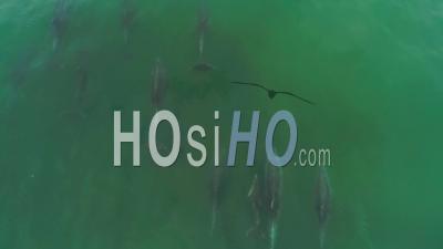Aerial View Over Dolphins Swimming In Beautiful Green Ocean Water Near Malibu, California - Video Drone Footage