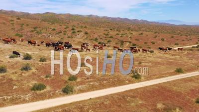 Aerial View Over Cattle And Cows Grazing On The Carrizo Plain Desert Ranching Region, California - Video Drone Footage