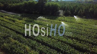 Aerial View Irrigation System Watering Young Green Corn Field - Video Drone Footage