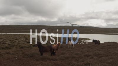 Chevaux En Islande Du Nord - Vidéo Drone