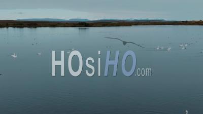 A Group Of Swans On Lake Myvatn In North Iceland - Video Drone Footage
