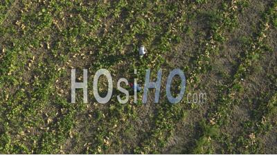Butternut Squash Field, Vaucluse - Video Drone Footage
