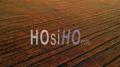 Aerial View Over Farm Field With Ripe Rape Seed, Sunset, Sweden - Video Drone Footage