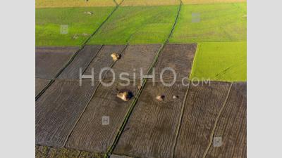 Paddy Fields With Rice, Philippines - Drone Point Of View - Photographie Aérienne