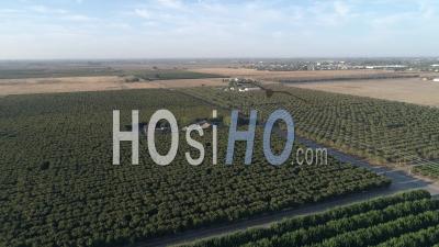 Plantation D'arbres Fruitiers, Près De Sanger - Vidéo Drone