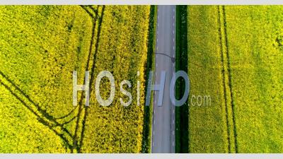 Faming Landscape With Blossoming Rape Next To Road, Sweden - Video Drone Footage