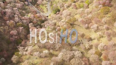 Sakura Trees Of Yoshino Mount, Nara Prefecture, Japan - Video Drone Footage