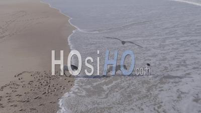 Femme Qui Marche Avec Ses Chevaux Dans L'eau Peu Profonde De L'océan - Vidéo Aérienne Par Drone