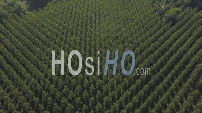 Poplar Trees Plantation, Video Drone Footage
