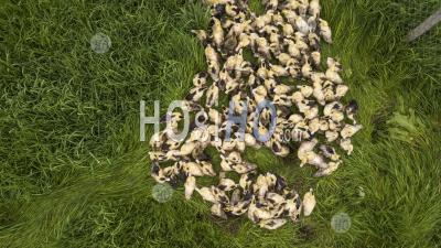 Aerial View Cute Domestic Duckling Walking In Green Grass Outdoor - Aerial Photography