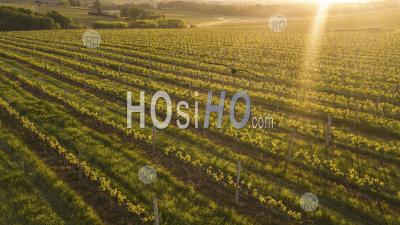 Aerial View Of A Green Summer Vineyard At Sunset - Drone Point Of View - Photographie Aérienne