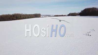Group Of Deers Running On A Snowy Field - Video Drone Footage