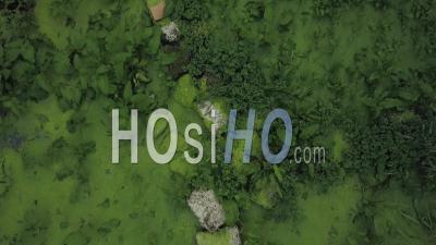 Vol Au-Dessus D'un étang Vert Recouvert De Nénuphars Et De Plantes Aquatiques - Vidéo Aérienne Par Drone