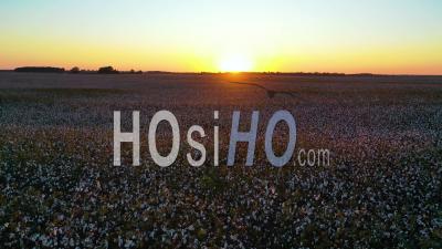 Sunset Of Cotton Growing In A Field In The Mississippi River Delta Region - Aerial Video By Drone