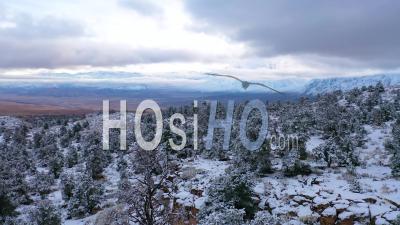 2020-Aerial Video Over Frozen Trees Landscape And Snow Covered Mountain In Eastern Sierras Near Bishop, California - Video Drone Footage