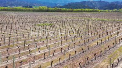 2019 - A Vineyard Farm Farmland On The South Island Of New Zealand Wine Making Region - Vidéo Aérienne Par Drone