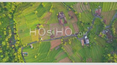 Zooming Out Of A Road Between Rice Terraces - Aerial Video By Drone