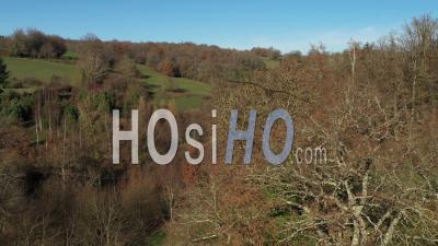 Countryside And Limousin Grove In Autumn - Video Drone Footage