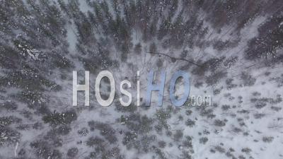 Two People Walking To A Bear In A Snowy Forest Of Fir Trees, Tackasen, Sweden - Video Drone Footage