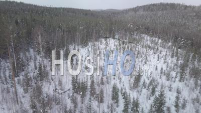 Homme Qui Court Après Un Ours Brun Dans Une Forêt Enneigée De Sapins, Tackasen, Suède - Vidéo Drone