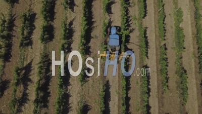 Tractor In Vineyard, Video Drone Footage