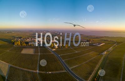 Route Des Chateaux, Vineyard In Medoc, Famous Wine Estate Of Bordeaux Wine - Aerial Photography