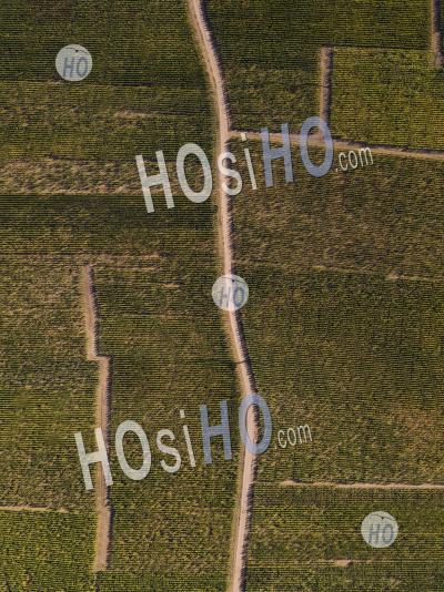 Topshot Of A Road In Vineyard, France - Aerial Photography
