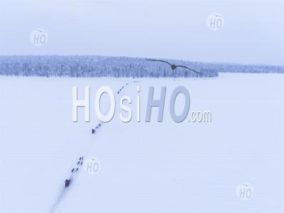 Aerial Drone Photo Of Husky Dog Sledding On A Frozen Lake In A Winter Forest Landscape In Lapland, Finland