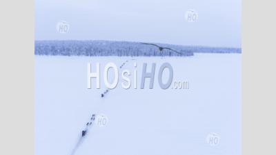 Aerial Drone Photo Of Husky Dog Sledding On A Frozen Lake In A Winter Forest Landscape In Lapland, Finland