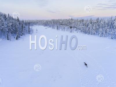 Aerial Drone Photo Of Reindeer At Christmas In The Frozen Cold Snow Covered Winter Landscape In Lapland In Finland