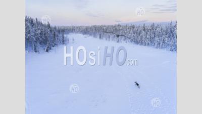 Aerial Drone Photo Of Reindeer At Christmas In The Frozen Cold Snow Covered Winter Landscape In Lapland In Finland