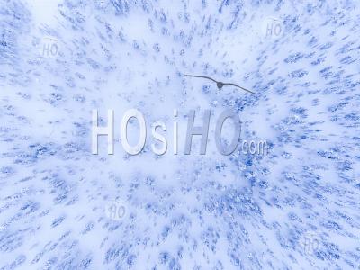 Aerial Drone Photo Of A White, Snow Covered Winter Forest Of Cold Trees In The Arctic Circle In Finnish Lapland, Finland