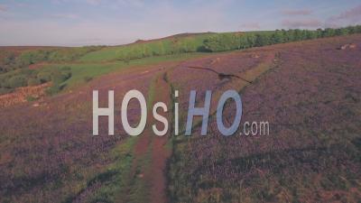 Purple Bluebell Field In Dartmoor National Park In Spring, Devon, England, Uk. Aerial Drone View
