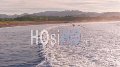 Pelicans Flying At Playa Buena Vista Beach At Sunset, Costa Rica. Aerial Drone View