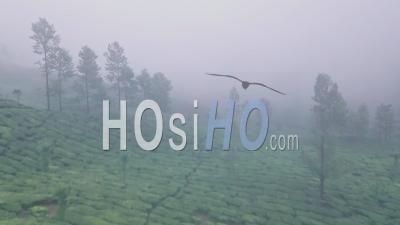Tea Plantation In Thick Mist, Munnar, Kerala, India. Aerial Drone View Of Indian Landscape