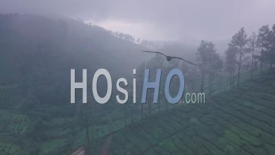 Aerial Drone View Of Misty Tea Plantation Landscape In Munnar, Kerala, India