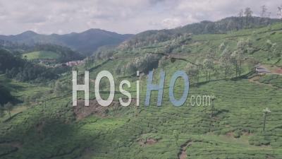 Tea Plantations Landscape In The Mountains. Aerial Drone View