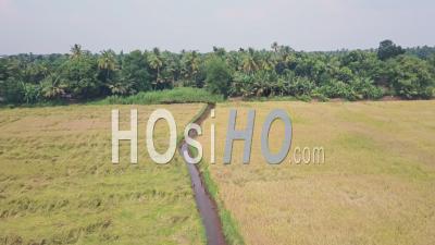 Kerala Backwaters, Farmland And Fields At Alleppey, India. Aerial Drone View