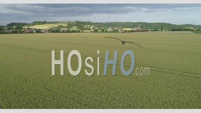 Cereals Fields - Video Drone Footage