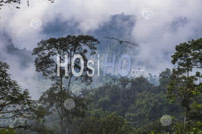 Choco Rainforest Landscape, Ecuador. This Area Of Jungle Is Mashpi Cloud Forest In Pichincha Province Of Ecuador, South America