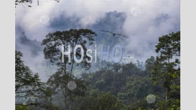 Paysage De La Forêt Tropicale De Choco, Equateur. Cette Zone De Jungle Est La Forêt Nuageuse De Mashpi Dans La Province De Pichincha De L'Équateur, En Amérique Du Sud