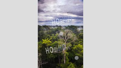 Amazon Rainforest At Sacha Lodge, Coca, Equateur, Amérique Du Sud
