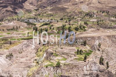 Terres Agricoles Et Terrasses Du Canyon De Colca, Pérou, Amérique Du Sud