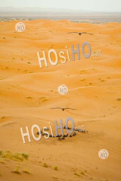 Camels Resting, Erg Chebbi Desert, Sahara Desert Near Merzouga, Morocco, North Africa, Africa, Background With Copy Space