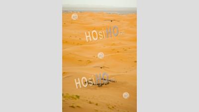Camels Resting, Erg Chebbi Desert, Sahara Desert Near Merzouga, Morocco, North Africa, Africa, Background With Copy Space