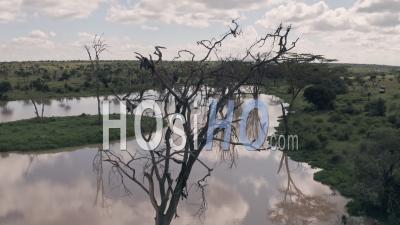 Waterhole Lake à Laikipia, Kenya. Vidéo Aérienne Par Drone Du Paysage Du Kenya